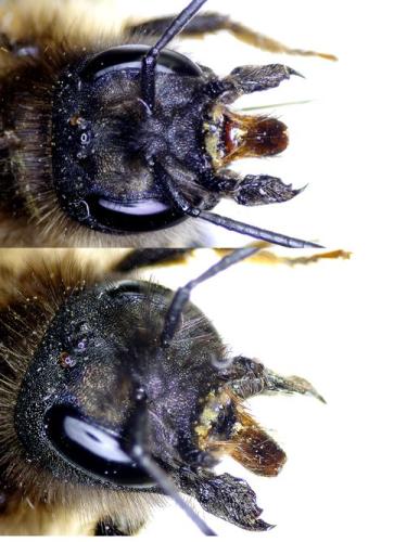 Réf. 342 368 : Osmia bicornis
